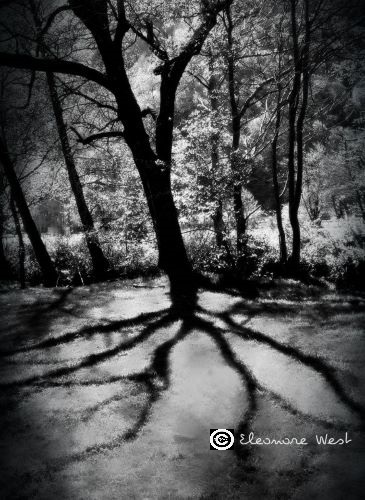 Photo noir et blanc d'un grand arbre dont les ombres semblent être des racines... Photo primée en 2019