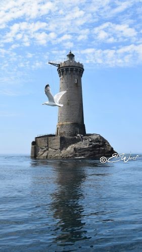 Mer calme, face au phare du Four et son reflet autour duquel un goéland plane. Porspoder- Mer d'Iroise- Finistère- Bretagne- France