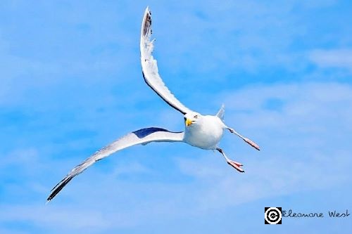 Goéland en vol de face qui prend un virage serré à droite. Ses deux ailes sont parallèlement levées. Oiseau blanc, fond ciel bleu clair.