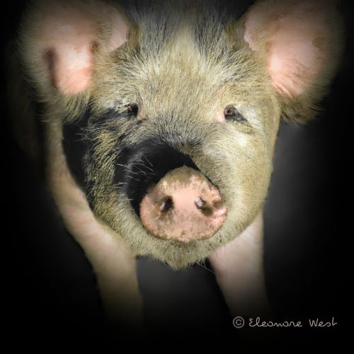 Portrait d'un petit cochon un peu sale, groin et oreilles roses. Ses petits yeux attirent le regard. Issu d'une fermette où il pouvait s'ébattre dans la boue avec 2 ou 3 congénères.