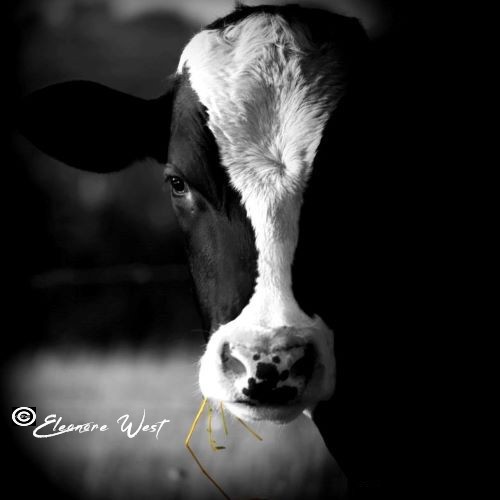 Vache Bretonne noire et museau blanc. Portrait serré en noir et blanc, seuls les brins d'herbe qu'elle rumine et qui dépassent de sa bouche sont verts.