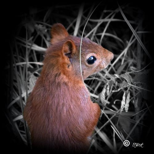 Ecureuil roux de dos assis dans l'herbe (grise) qui tourne la tête cherchant à nous voir. Portrait.