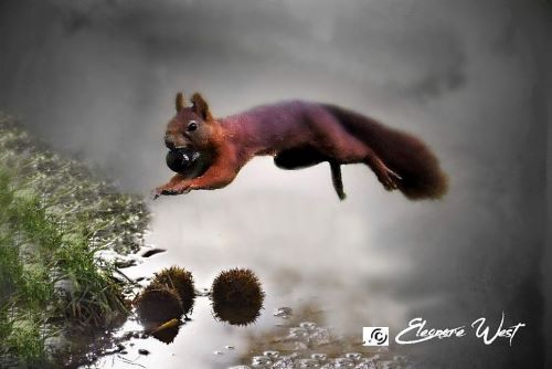 Ecureuil roux bondissant, une grosse noisette dans la gueule