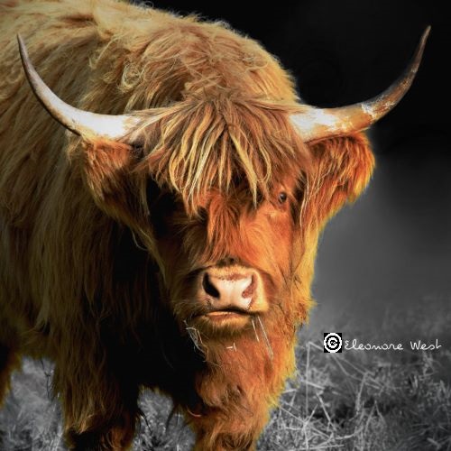 Vache Highland qui me regarde. Belles cornes et cheveux longs. LOL