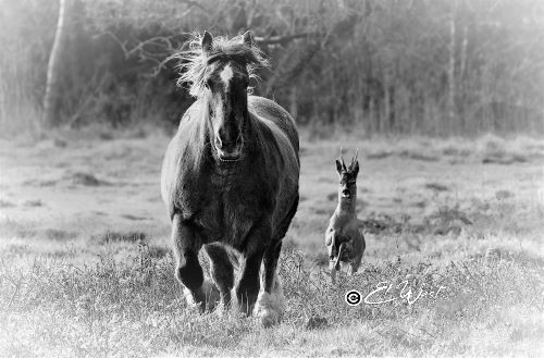 Cheval & chevreuil. Un chevreuil galope près d'un cheval semblant l'imiter. Photo noir et blanc