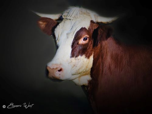 Portrait d'une vache brune et blanche avec cornes aux étranges yeux globuleux et "explosés". LOL