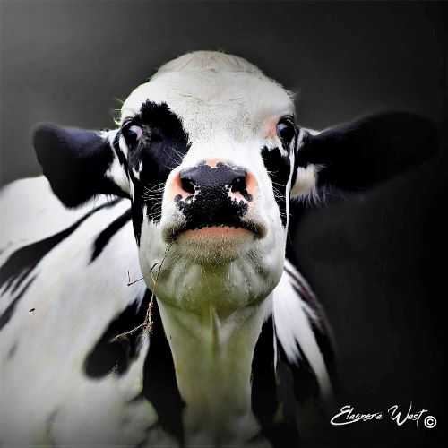 Portrait d'une vache Holstein noire et blanche, de face, qui va parler... Elle lève un peu la tête, tout en fixant l'objectif avec des yeux globuleux