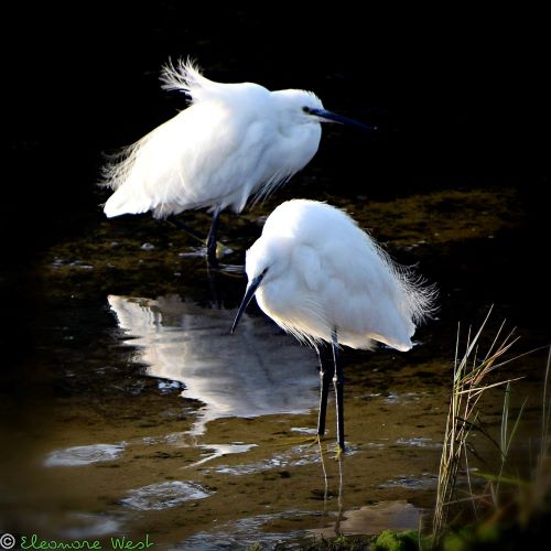 2 belles aigrettes blanches les pieds dans l'eau patientent sur la plage de Penfoul au crépuscule. Le vent frais soulève leurs plumes. (Porspoder- Finistère- France)
