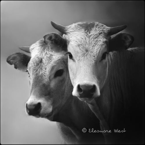 Portrait de 2 têtes de jeunes vaches Gasconnes (grises). Les cornes sont courtes. La 1ère fixe l'objectif, la seconde regarde au loin. Fond gris.