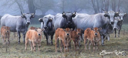Dans la brume matinale Gascons, Gasconnes cornues et leurs veaux s'approchent en silence. Les adultes sont gris et les petits marrons, comme il se doit pour cette race de bovins. Beau troupeau de Luchon dans les Pyrénées.