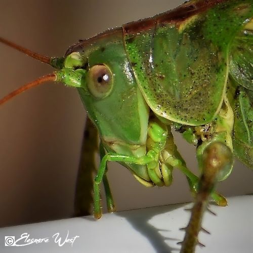 Tête en gros plan d'une grande sauterelle verte. Profil avec un vrai regard...
