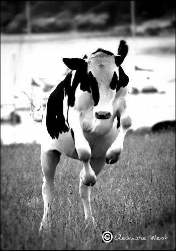 Génisse Bretonne qui "galope" vers moi. Ses pattes avant sont relevées. Vache heureuse qui gambade. On aperçoit l'Aber Ildut en arrière-plan. Photo en noir et blanc.