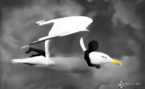 Honoré(e) allongé sur le dos d'un goéland blanc au bec jaune et agrippé à son cou vole. Noir et blanc sauf le bec. Ciel nuageux.