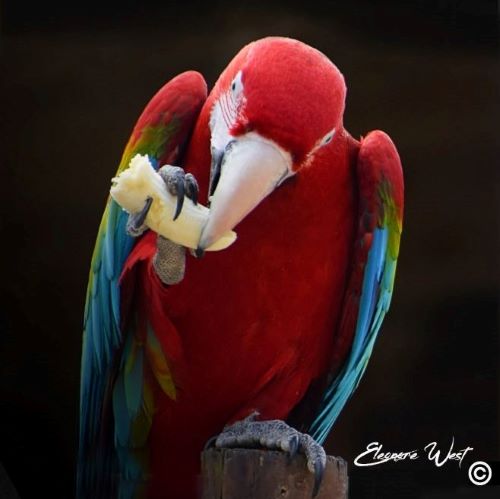 Perroquet Ara rouge mangeant une banane