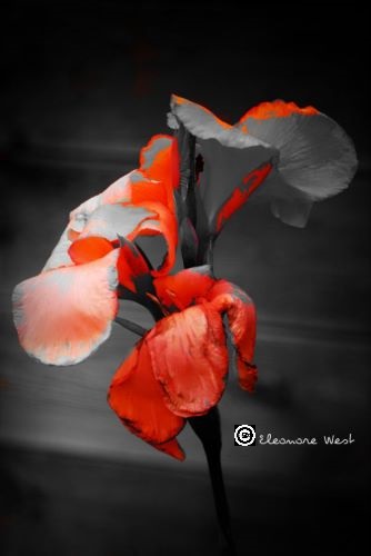 Fleur Calla rouge orangée avec effet noirs et blancs