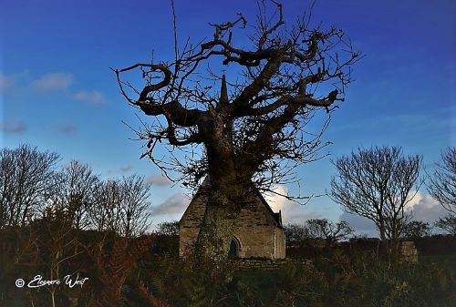 La chapelle St-Roch de Plourin dans le Finistère Nord se cache derrière un arbre tentaculaire. Ciel d'un beau bleu soutenu du soir
