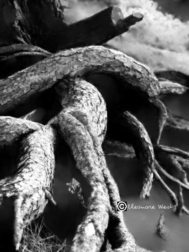 Grosses racines d'un arbre couché. Des nuages apparaissent en haut de cette photo en noir et blanc