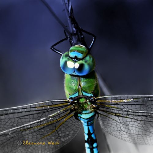 Gros plan de la partie haute du corps d'une libellule bleue et verte
