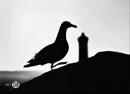 Contre jour d'un goéland faisant les 100 pas sur un rocher avec le phare du Four en arrière-plan. Photo noir et blanc. Porspoder-Finistère- Bretagne- France