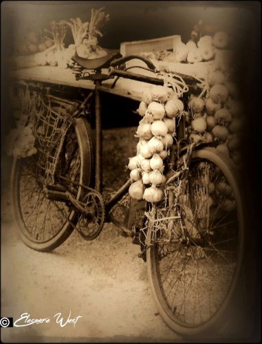 Un vieux vélo des Johnnies à Roscoff chargé d'oignons est appuyé à une table. Tons sépias. Finistère- Bretagne- France