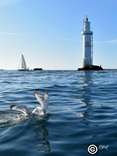Un goéland debout sur l'eau, ailes relevées occupe le 1er plan de cette photo du Feu des 3 Pierres à Molène- Finistère- Bretagne- france