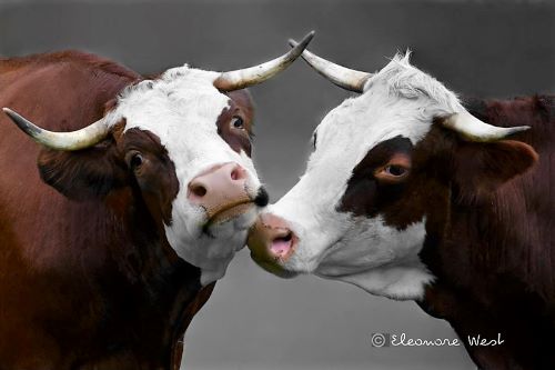 portrait de 2 vaches avec cornes "Abondance" se frottent le museau comme une caresse. Les regards sont vagues et tristes comme si elles sentaient une proche séparation.