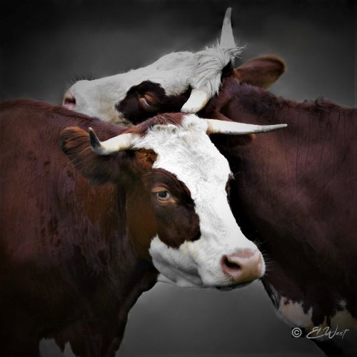 têtes de vaches de race "Abondance" qui se câlinent, le regard triste comme s'il s'agissait de leur derniers instants passés ensemble. Dominante brun blanc avec fond gris.