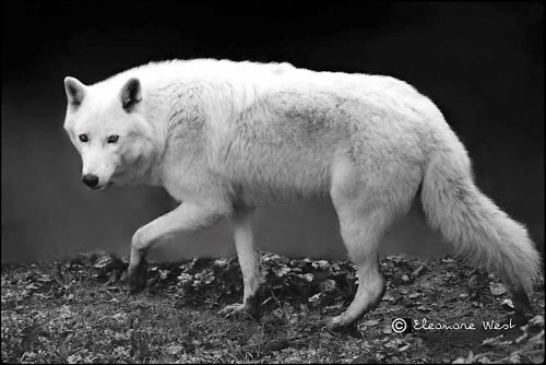 Loup Blanc avançant à pas de loup. De profil, tête tournée vers moi... Fond sombre