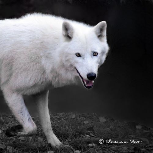 Portrait d'un loup blanc avançant vers l'objectif. Gueule entr'ouverte découvrant 2 crocs et regard fixe.(Au secours!) Fond sombre