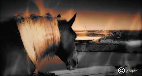 Sur les dunes de Porspoder, dans le Finistère, un cheval semble regarder le phare du Four au loin. Le travail sur les couleurs dans les tons ocres confère un air mystérieux à cette photo.