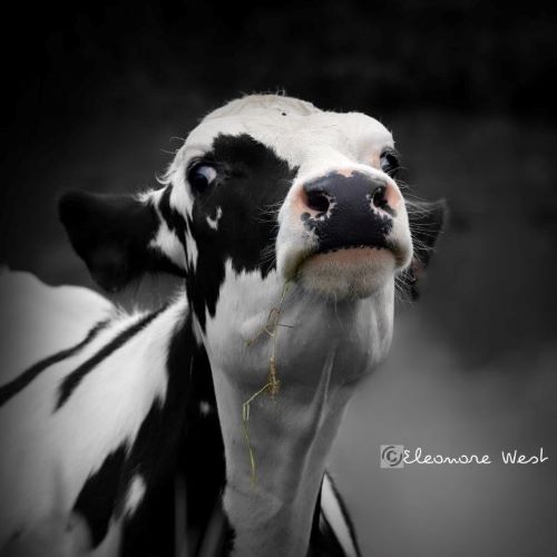 Portrait d'une vache Holstein noire et blanche, qui fait la moue en levant la tête, tout en fixant l'objectif avec des yeux globuleux