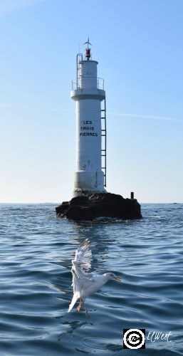Un goéland debout sur l'eau, ailes relevées occupe le 1er plan de cette photo du Feu des 3 Pierres à Molène- Finistère- Bretagne- France