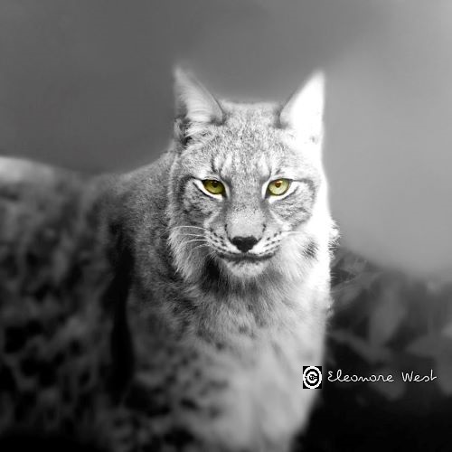 Lynx qui fixe l'objectif de ses yeux verts, le reste de l'image est en noir et blanc.