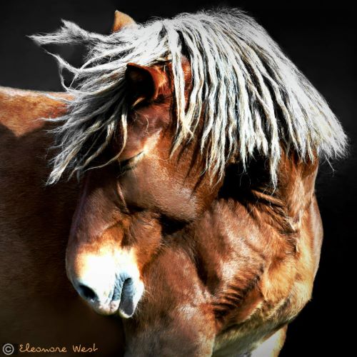 Tête de cheval Bai avec une belle frange grise sur les yeux. Il tourne la tête à droite et dévoile son poitrail.