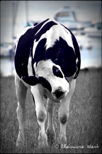 Génisse Bretonne qui me regarde tête penché et baissée, Elle me regarde comme si elle me suppliait... Alors que c'est la même vache qui gambadait joyeuse juste avant (voir photo précédente). L'Aber Ildut se devine en arrière-plan. Photo en noir et blanc.