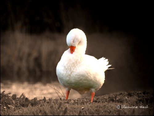 Une oie blanche fourre son bec orange dans son plumage, d'un air timide
