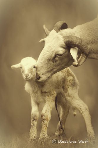 Brebis Tarasconnaise câlinant son agneau qui vient de naître. Emotion