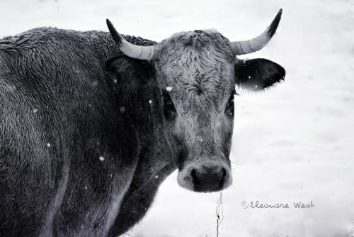Portrait d'une vache Gasconne avec cornes qui tourne la tête, un bout d'herbe à la bouche. Il neige et les flocons ne semblent pas la gêner. Luchon/ Occitanie/ Pyrénées
