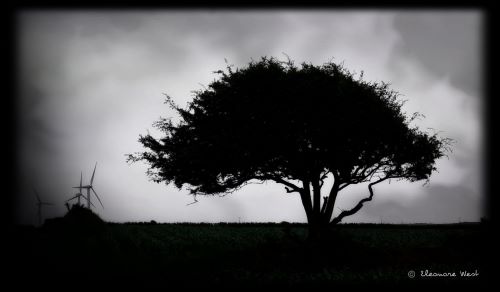 Noir et blanc pour cette photo d'un arbre touffu à droite et d'éoliennes au fond à gauche