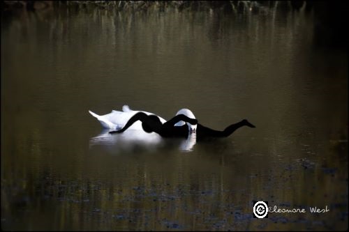 Sur un lac, un cygne plongeant sa tête dessine une bouée avec son cou dans lequel Honoré(e) s'est engagé et tente un crawl endiablé.