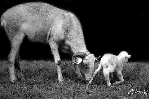 Brebis Tarasconnaise poussant son nouveau-né afin qu'il se lève. Photo en noir et blanc