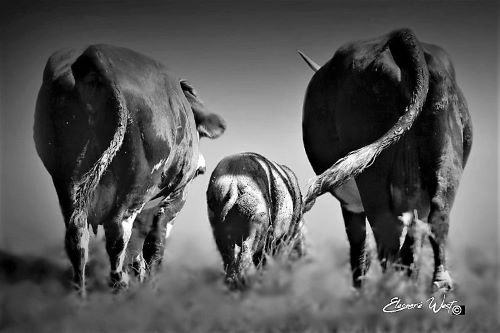 Vue de dos. vaches encadrent un cochon. Ils s'en vont tous les trois tranquillement, les queues se balançant au gré de leurs enjambées. Photo insolite en noir et blanc.