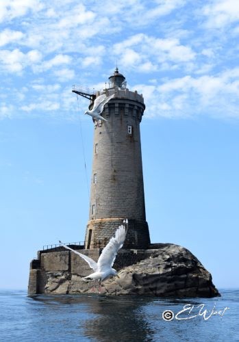 Mer calme, face au phare du Four autour duquel deux goélands planent. Porspoder- Mer d'Iroise- Finistère- Bretagne- France