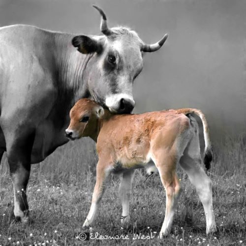 Une vache Gasconne câline et protège son veau ne lâchant pas du regard la photographe.
